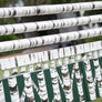 birch hunter poles