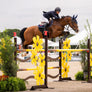 black eyed susan horse jump standards