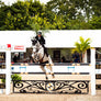 Ornate logo jumper gate from Dalman Jump Co.
