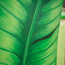 Leaf designer jump by Dalman Jump Co.