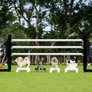 Custom Pet horse jump standards and fillers by Dalman Jump co.