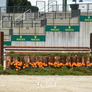 Designer Oak Lattice Jump Standards from Dalman Jump Co.