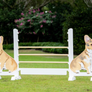 Kid Jump from Dalman Jump Co. - Corgis