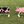 Pig Animal jump fillers by Dalman Jump Co.